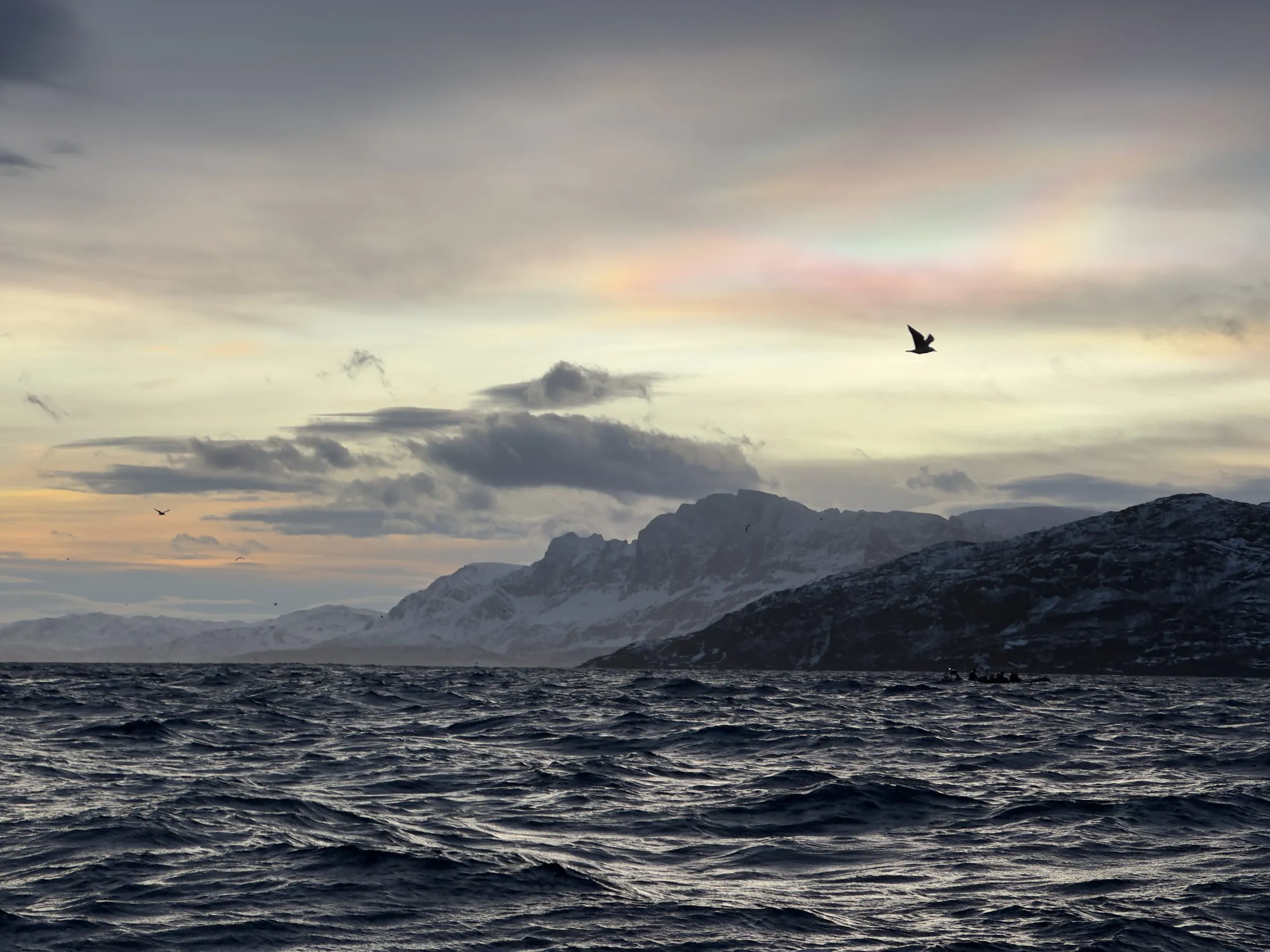 Seabirds over open water near Reinfjord, Arctic Norway, mountains along the coast in fading light